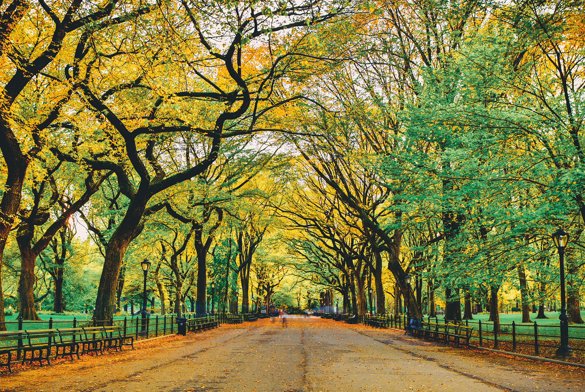 ENT New York | Allergy Consultation, Ear Infection and Nasal And Sinus Surgery