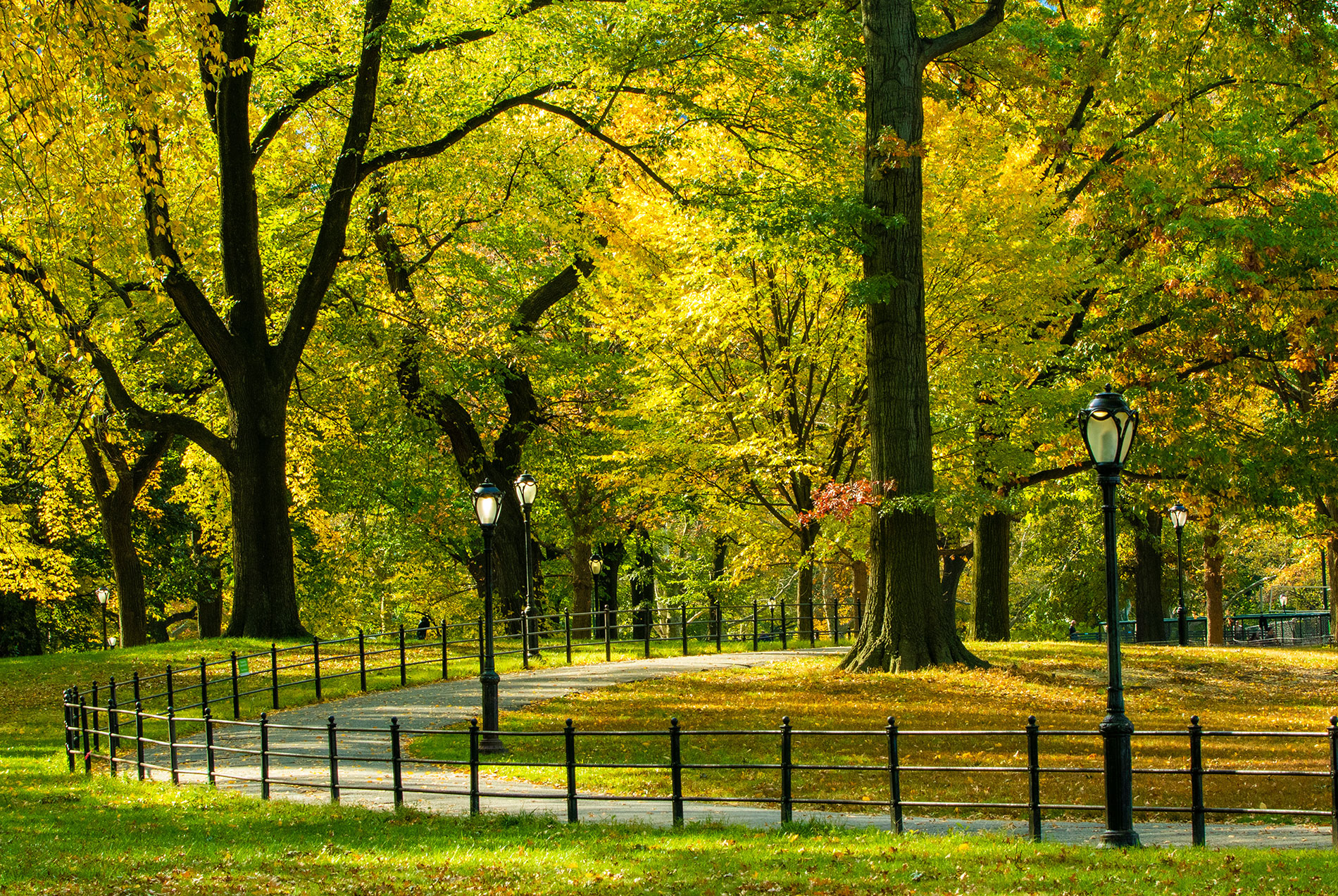 ENT New York | Thyroid Parathyroid, Nasal And Sinus Surgery and Neck Masses